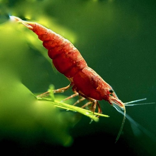 Neocaridina sp.fire red (1.5 - 2 cm)